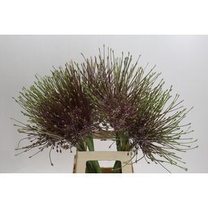 Allium Schubertii