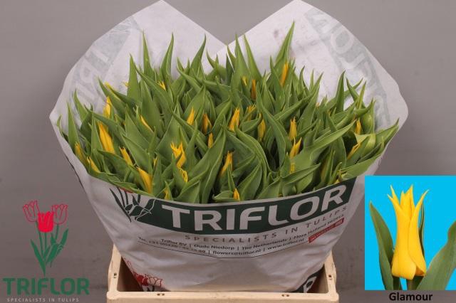 <h4>TU LI GLAMOUR</h4>