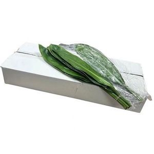 Green Tie 80cm V P