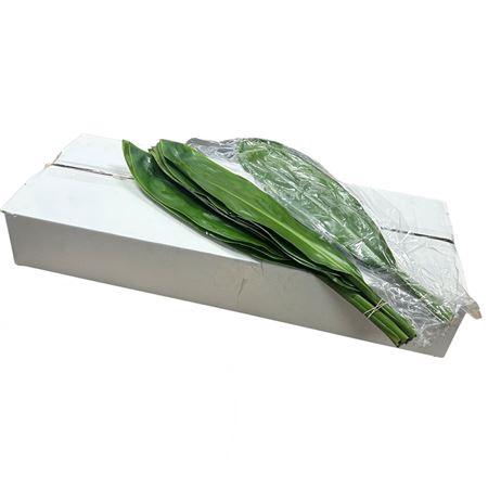 <h4>Green Tie 80cm V P</h4>