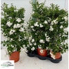 Solanum Jasminoides