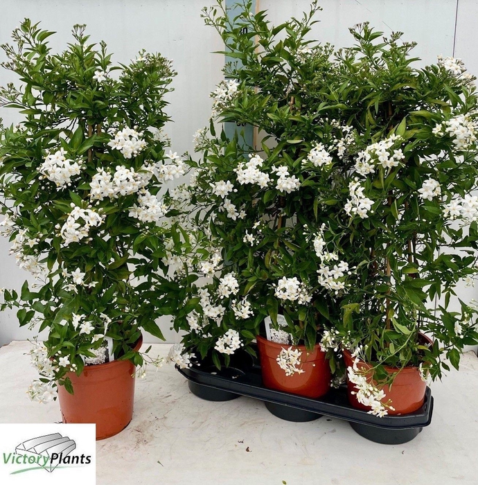 Solanum Jasminoides