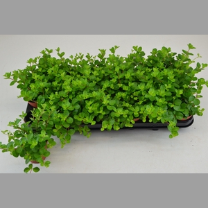 PEP ROTUNDIFOLIA