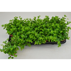 PEP ROTUNDIFOLIA