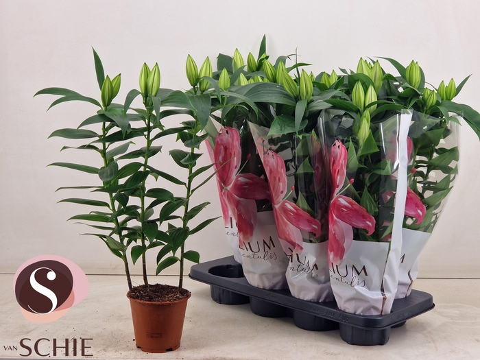 <h4>LIL OR OXYGEN</h4>