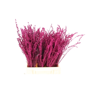 DF Lavender Bs Erica