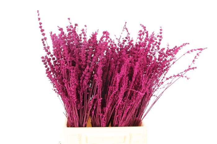<h4>DF Lavender Bs Erica</h4>