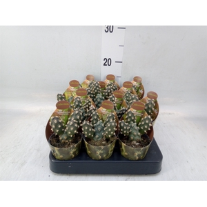 Cactus   ...