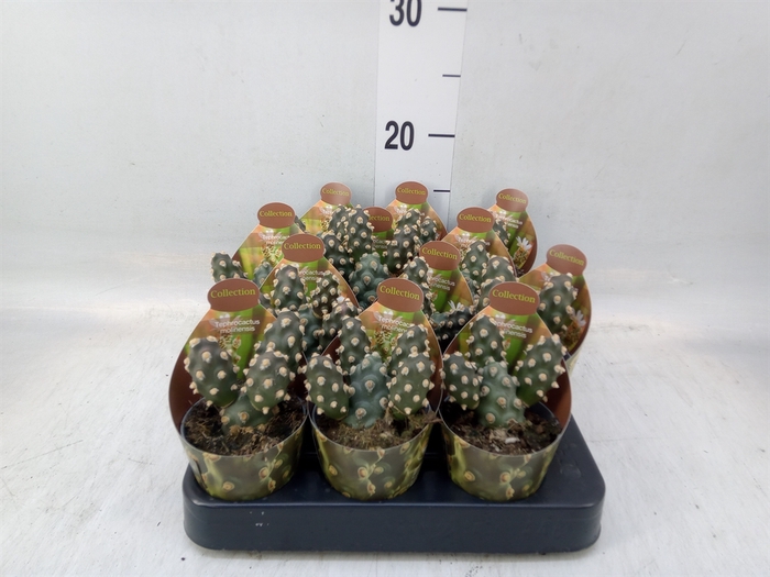 <h4>Cactus   ...</h4>