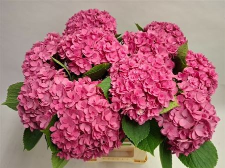<h4>Hydr M Royal Kiss</h4>