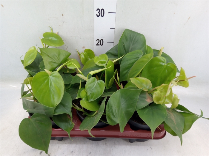 <h4>Philodendron scand.</h4>