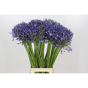 Agapanthus Suzan