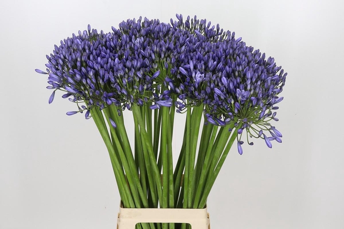 Agapanthus Suzan