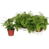 Adian Rad Fragrans