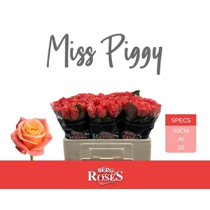 R GR MISS PIGGY+
