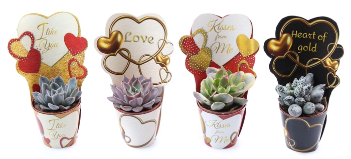 <h4>Potcover love mix succulent mix</h4>