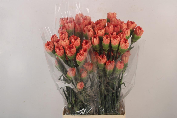 <h4>Di St Tuono</h4>