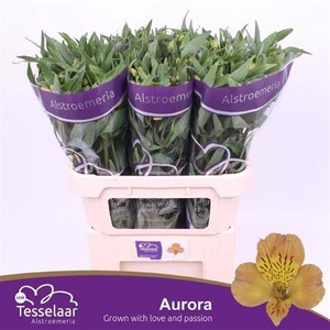 Alstroemeria Aurora
