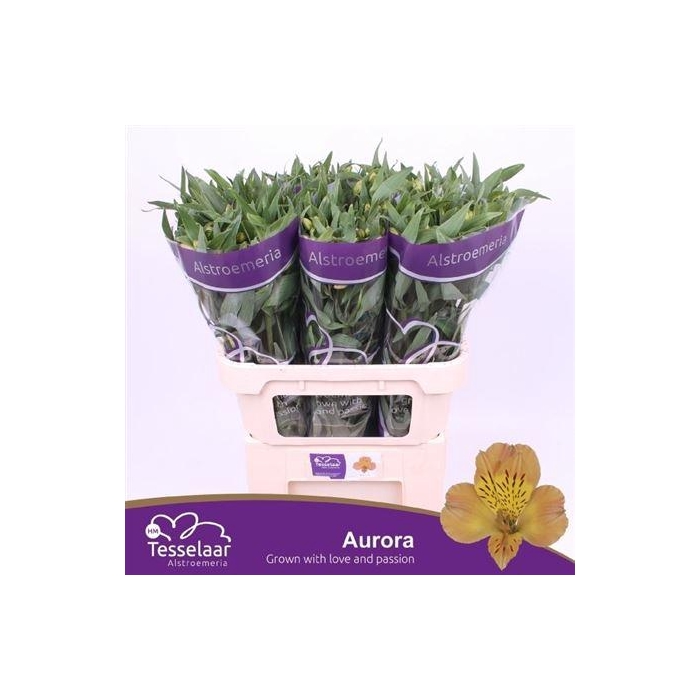 <h4>Alstr Aurora</h4>