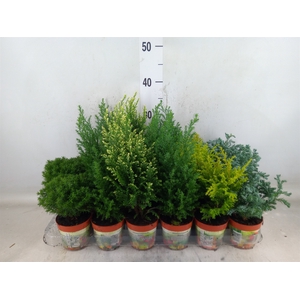 Conifers   ...mix