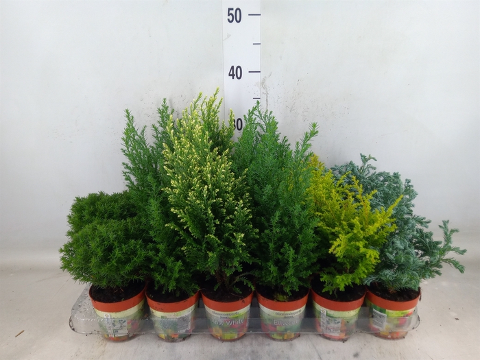 <h4>Conifers   ...mix</h4>