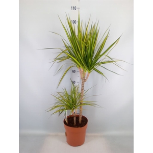Dracaena marg. 'Sunray'
