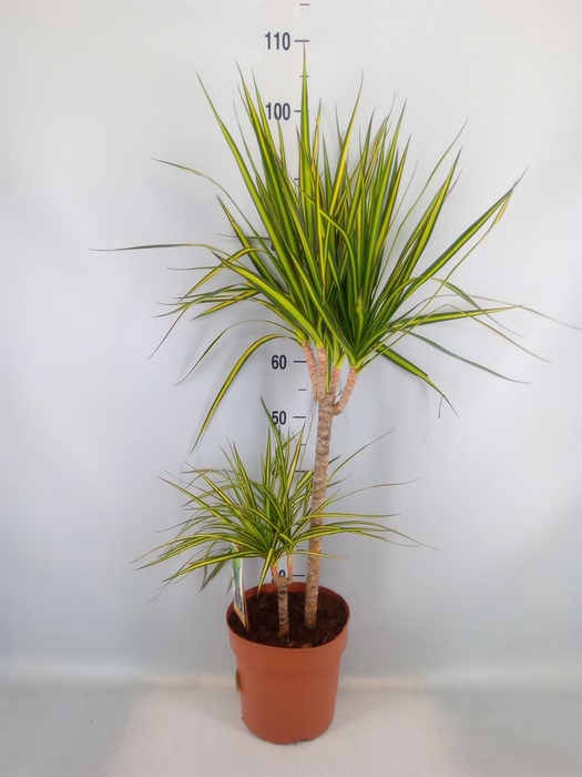 <h4>Dracaena marg. 'Sunray'</h4>