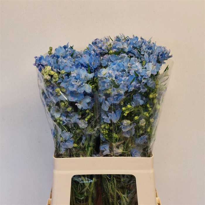 <h4>DELPH EN M PLAT BLUE</h4>