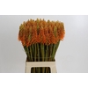 Kniphofia Eycone Orange