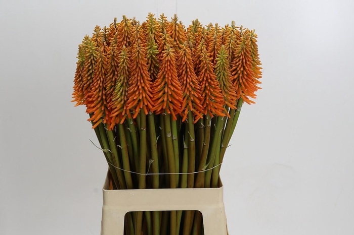 <h4>Kniphofia Eycone Orange</h4>