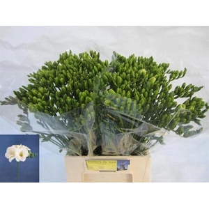 Freesia du Versailles