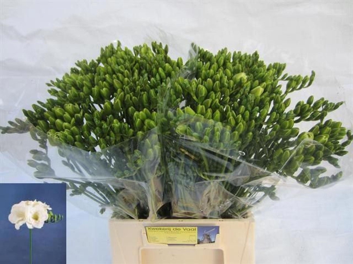 <h4>Freesia du Versailles</h4>