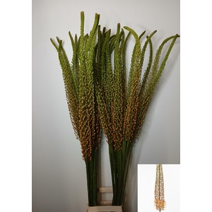 EREMURUS RUMBA