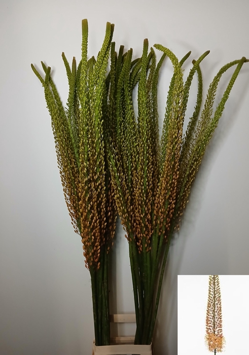 <h4>EREMURUS RUMBA</h4>