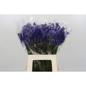 Agapanthus Eyfori Blue