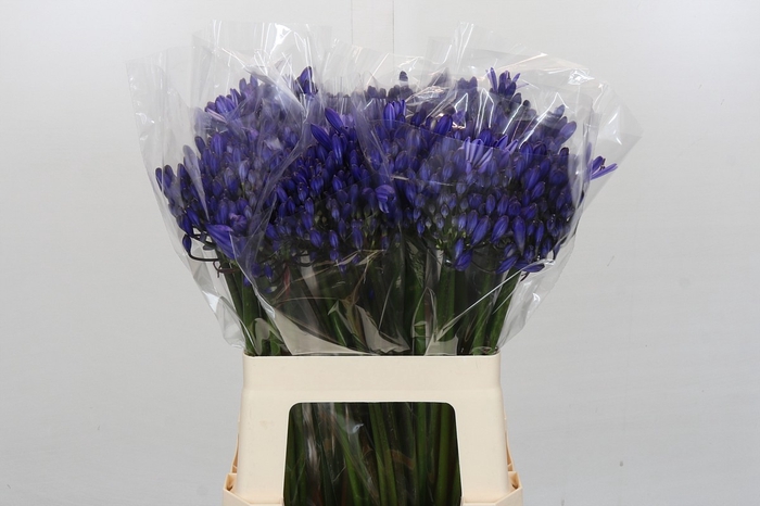 <h4>Agapanthus Eyfori Blue</h4>