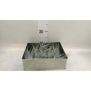 Tillandsia