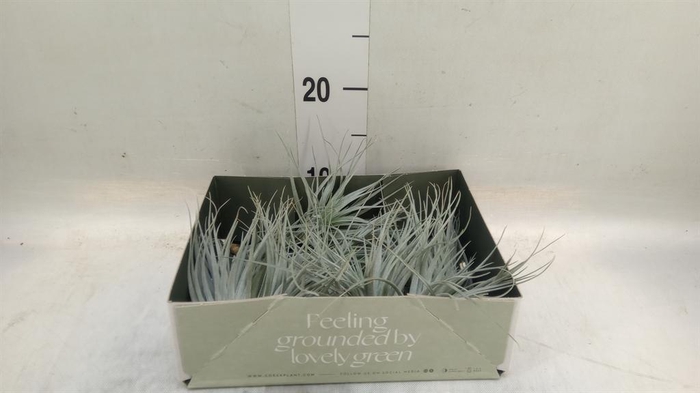<h4>Tillandsia</h4>