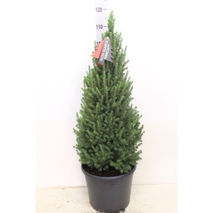 Picea glauca 'Perfecta'