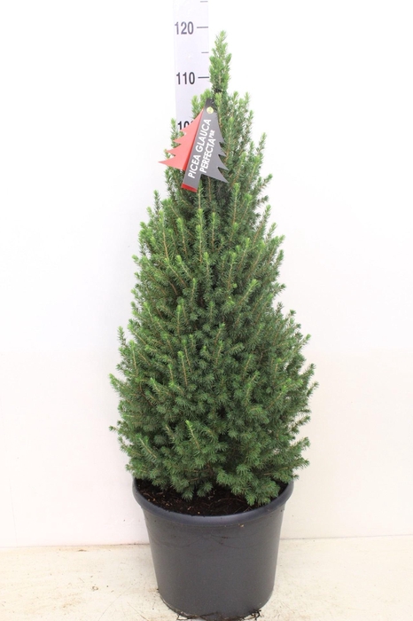 <h4>Picea glauca 'Perfecta'</h4>