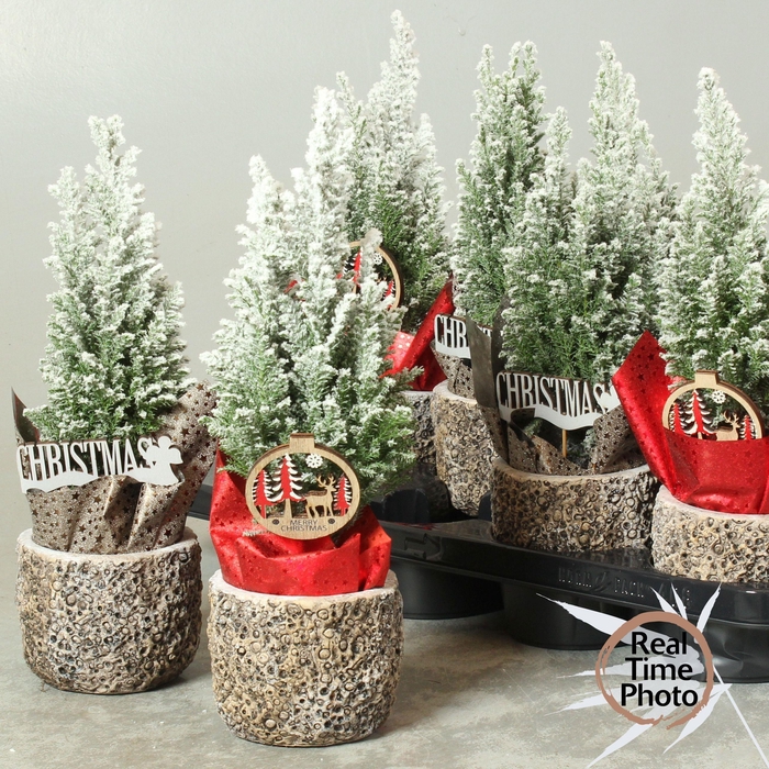 <h4>Cham L Ellwoodii</h4>