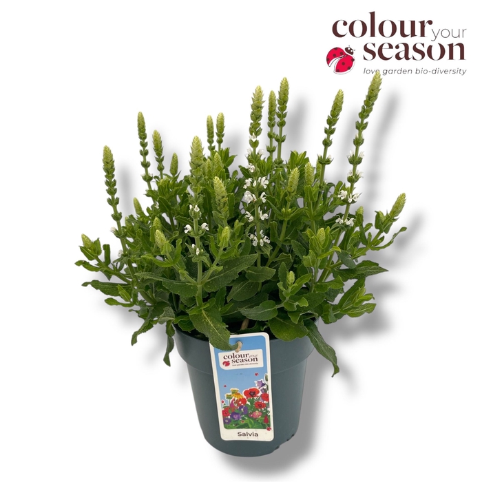 <h4>Salvia nemorosa 'Sensation White'</h4>