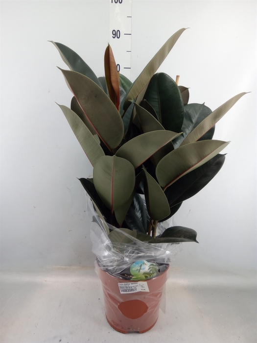 <h4>Ficus elastica 'Abidjan'</h4>