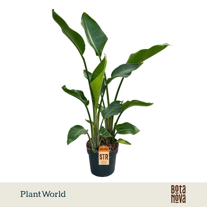 <h4>Strelitzia Nicolai 3 PP (zonder bloem) 225-250 cm</h4>
