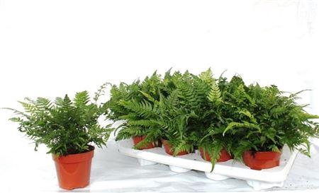 <h4>Athyrium Ov</h4>