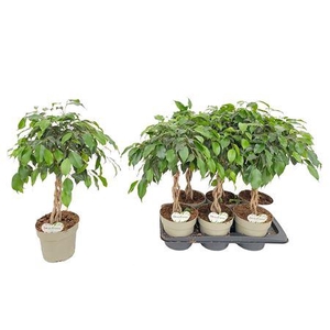 Ficus Obama P17