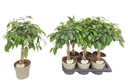 <h4>Ficus Obama P17</h4>