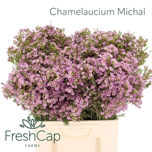 CHAME UN MICHAL