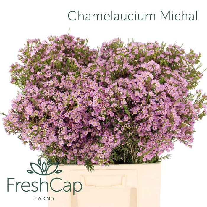 <h4>CHAME UN MICHAL</h4>