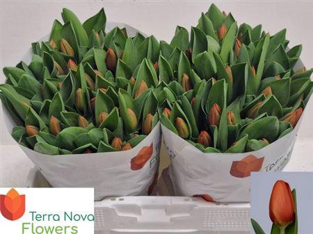 <h4>Tu En Orange Sherpa</h4>